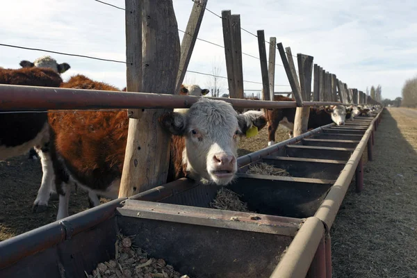 Коров Ферме Крупного Рогатого Скота Hereford — стоковое фото