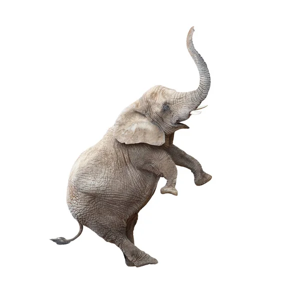 Африканский слон балансировки — стоковое фото