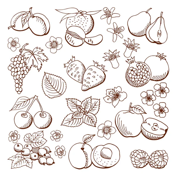 Фрукты и ягоды. Иллюстрация. Элементы дизайна — стоковое фото