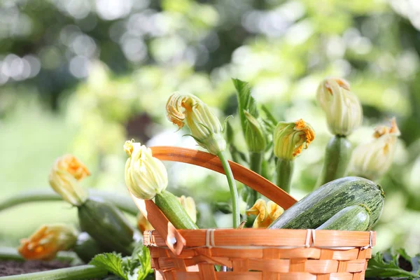 Цуккини цветы в корзине в огороде, крупным планом — стоковое фото