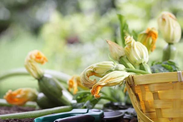 Цуккини цветы в корзине в огороде, крупным планом — стоковое фото