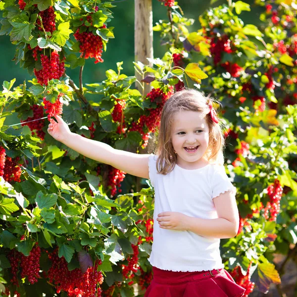 Маленькая девочка, выбирая из красной смородины в саду — стоковое фото