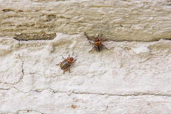 Колорадский жук полоску на старинные стены. Этот Жук является se — стоковое фото