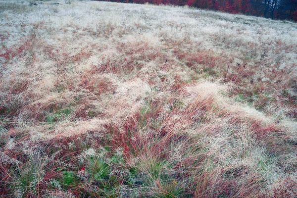 Трава с росы на рассвете — стоковое фото