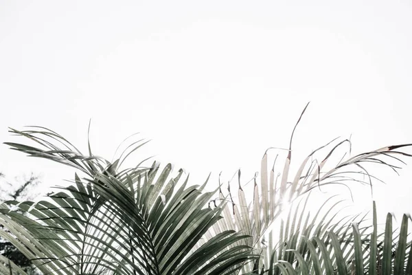 Тропические пальмовые ветви — стоковое фото