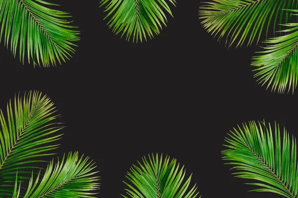 Тропических экзотических пальм ветви кадр — стоковое фото