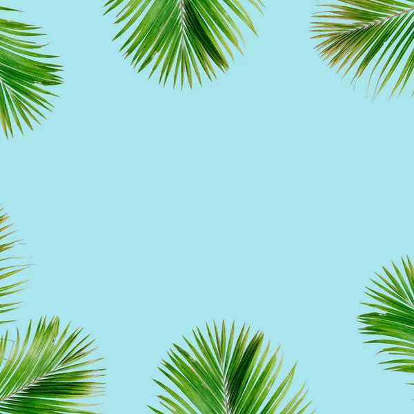 Тропических экзотических пальм ветви кадр — стоковое фото