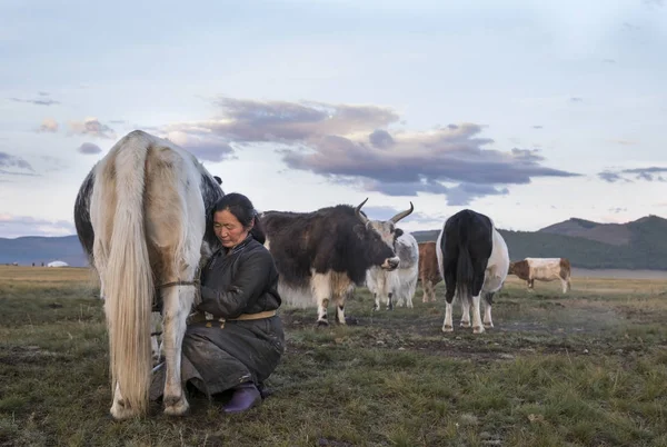 Монгольская женщина корова доение — стоковое фото