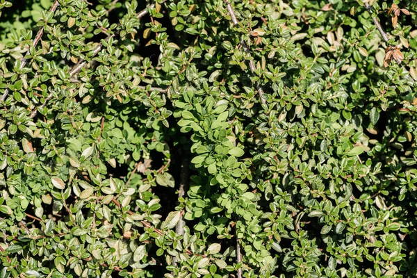 Полный Кадр Изображения Филиалов Зелеными Листьями Фон — стоковое фото