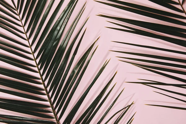 Top View Palm Branches Pink Surface — стоковое фото