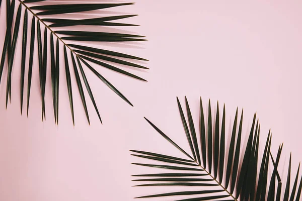 Top View Palm Branches Arranged Pink Surface — стоковое фото