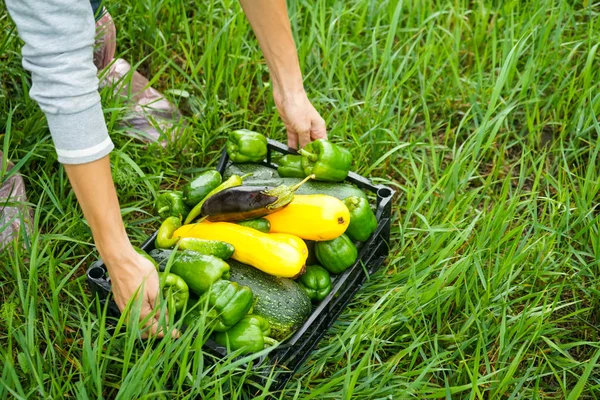 Girl Gathered Courgettes Put Black Plastic Box Carries Them House — стоковое фото