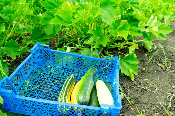 Fresh Healthy Green Zucchini Courgettes Blue Plastic Box — стоковое фото