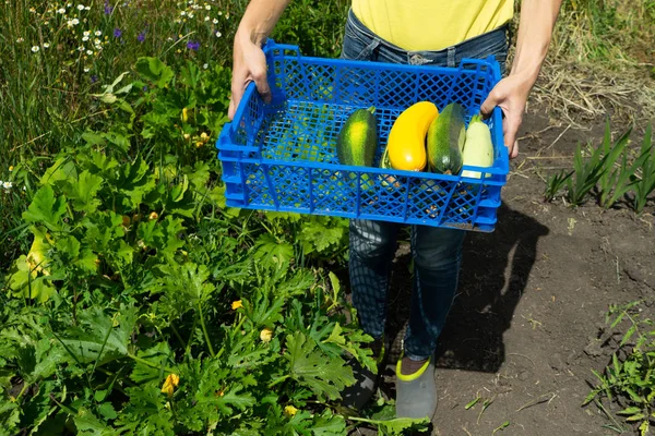 Girl Gathered Courgettes Put Blue Plastic Box Carries Them House — стоковое фото