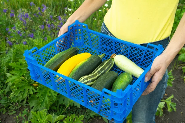 Girl Gathered Courgettes Put Blue Plastic Box Carries Them House — стоковое фото