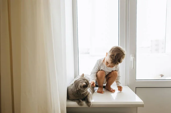 Милый Маленький Ребенок Серый Британская Короткошерстная Кошка Сидя Подоконнике Дому — стоковое фото