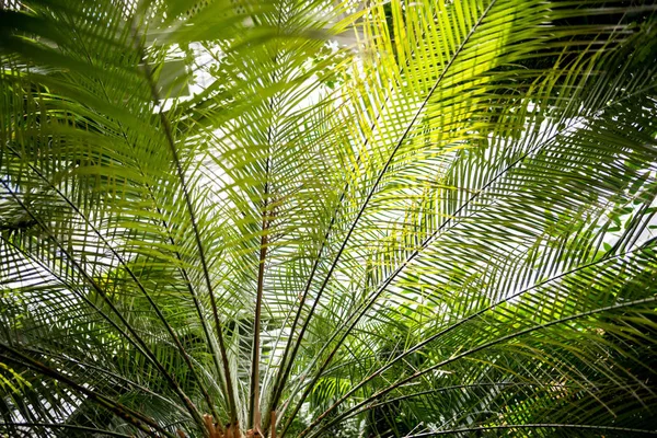 Пальмовые Ветви Деревьев Зелеными Листьями Солнечного Света — стоковое фото