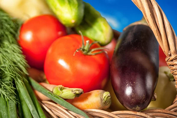 Basket Vegetables Tomato Pepper Eggplant Courgettes — стоковое фото