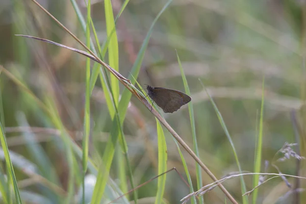 Maniola Jurtina Butterfly Grass Close — стоковое фото