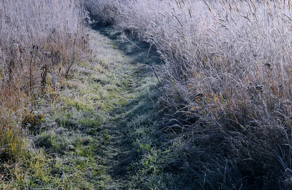 Путь в поле в поздней осенью — стоковое фото