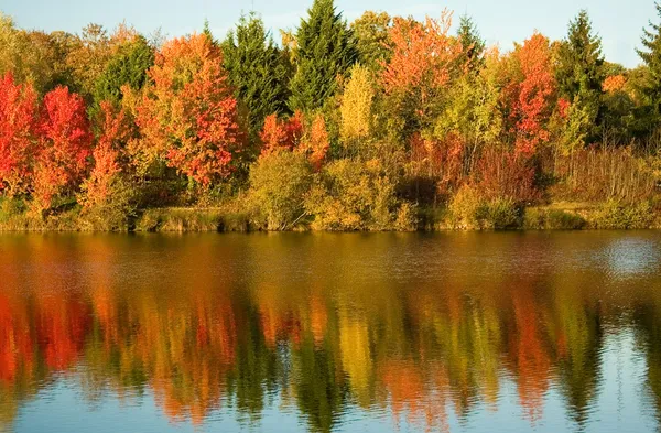 Яркие осенние деревья — стоковое фото