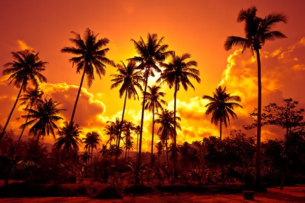 Кокосовые пальмы на песчаном пляже в tropic — стоковое фото