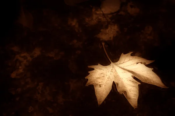 Осенний фон сепия — стоковое фото