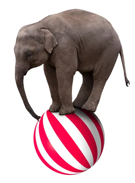 Слоненок на мяч — стоковое фото
