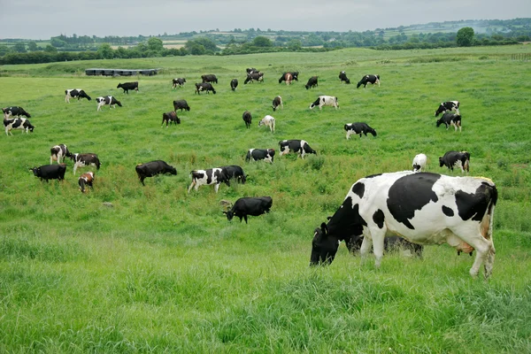 Фризские молочные коровы — стоковое фото