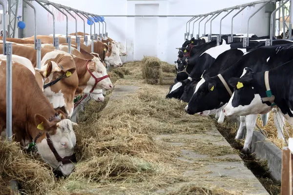 Ферма коровы — стоковое фото