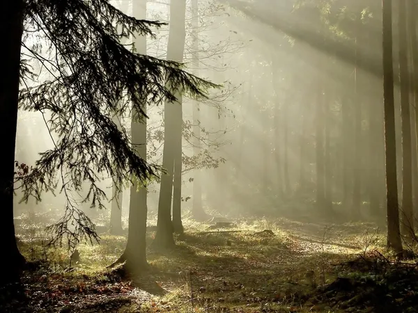 Поздней осенью хвойный лес на рассвете — стоковое фото