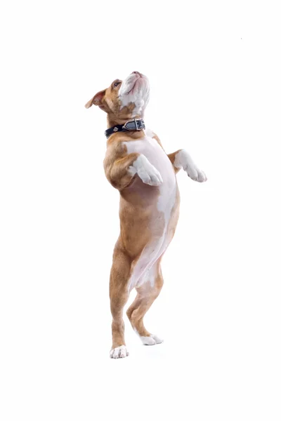 Боксер щенка — стоковое фото