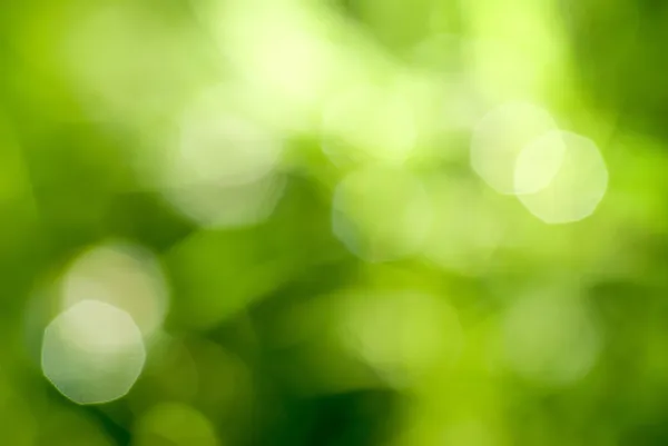 Абстрактный зеленый естественный backgound — стоковое фото