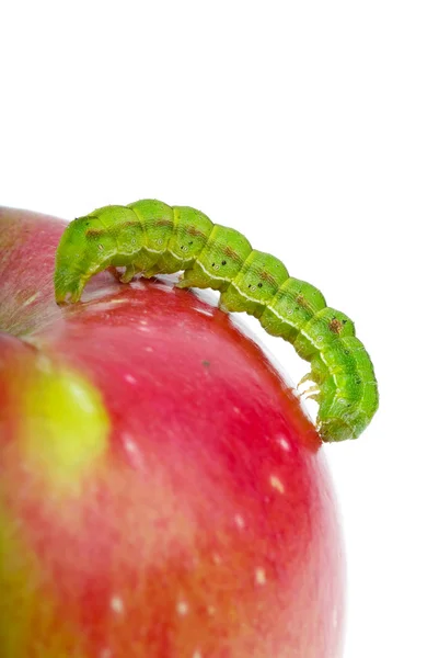 Большая зеленая гусеница, ползают по красное яблоко — стоковое фото