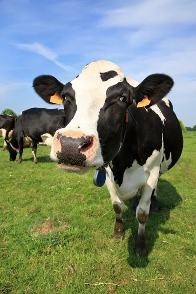 Приветствуя корова — стоковое фото