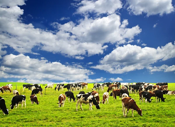 Коровы в пастбище — стоковое фото