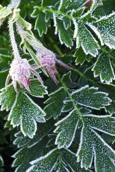 Морозный растений в конце осени — стоковое фото