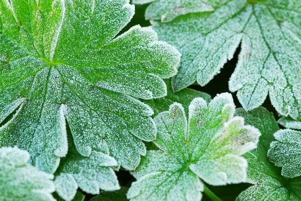 Морозный листья — стоковое фото
