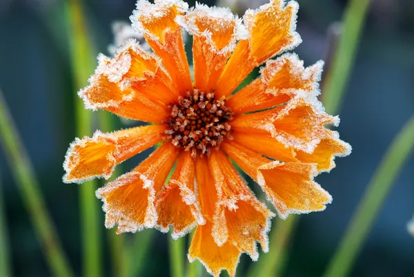 Морозный цветок — стоковое фото