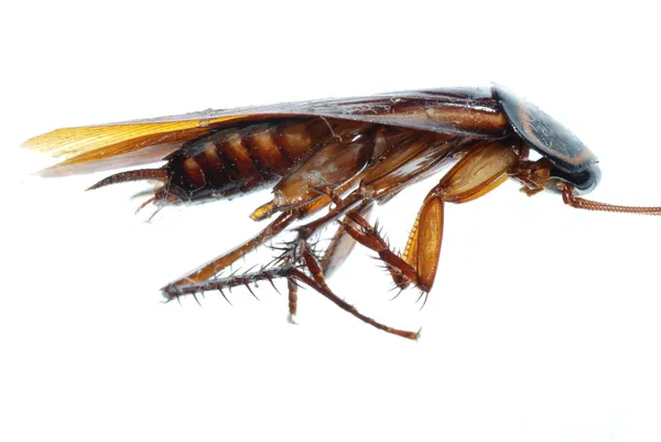 Ошибка насекомых мертвых таракан — стоковое фото