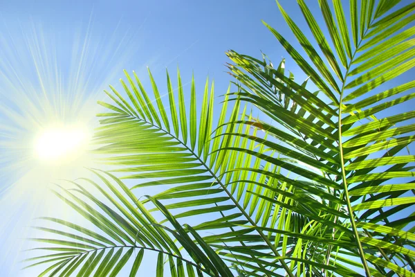 Пальмовые ветви в летнее солнце — стоковое фото
