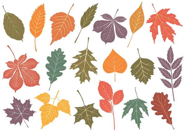 Векторные иллюстрации набор 19 осенние листья — стоковый вектор