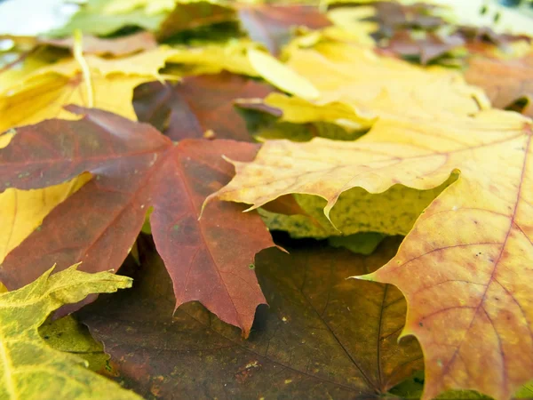 Осенние листья макрос — стоковое фото