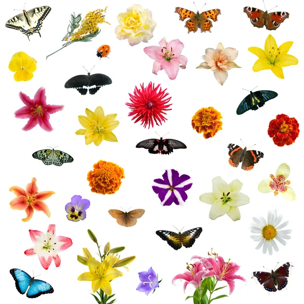Большой набор бабочек и цветов — стоковое фото