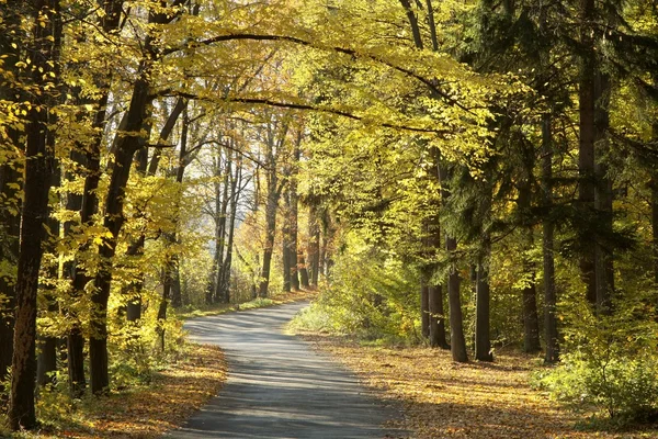 Путь в осеннем лесу — стоковое фото