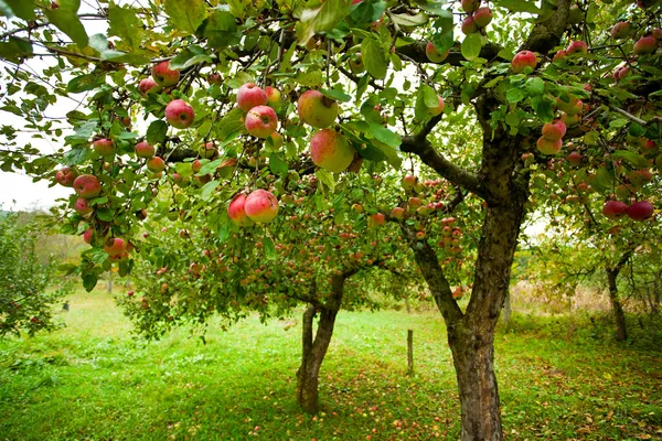 Яблони с красными яблоками — стоковое фото
