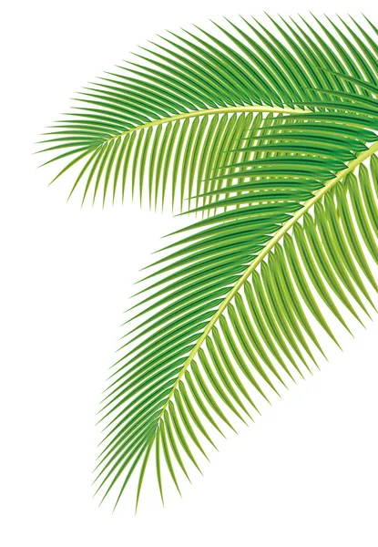 Листья пальмы на белом фоне. векторная иллюстрация — стоковый вектор