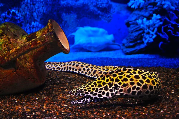 Подводные объекты: рыба, кувшин, shell — стоковое фото