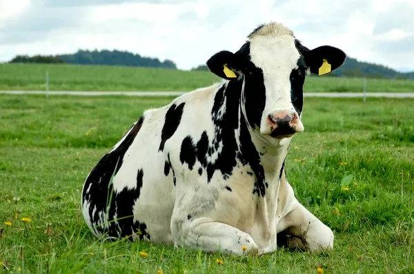 Отдыхая Гольштейн корова — стоковое фото