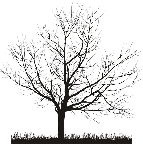 Вишневое дерево зимой — стоковый вектор